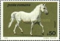 Lippizan (Equus ferus caballus)