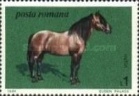 Hutsul Horse (Equus ferus caballus)