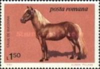 Bukovina Horse (Equus ferus caballus)