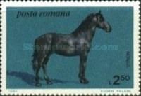 Nonius (Equus ferus caballus)