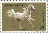 Arabian Horse (Equus ferus caballus)