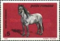 Semigreu Romanesc (Equus ferus caballus)