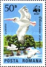Dalmatian Pelican (Pelecanus crispus)