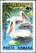 Dalmatian Pelican (Pelecanus crispus)