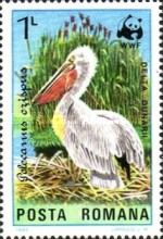 Dalmatian Pelican (Pelecanus crispus)