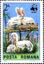 Dalmatian Pelican (Pelecanus crispus)