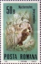 Raccoon Dog (Nyctereutes procyonoides)