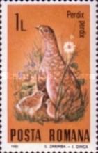 Gray Partridge (Perdix perdix)