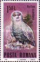 Snowy Owl (Nyctea scandiaca)