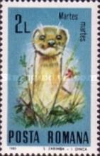 Pine Marten (Martes martes)