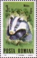 European Badger (Meles meles)