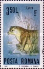 Eurasian Otter (Lutra lutra)