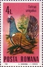 Western Capercaillie (Tetrao urogallus)
