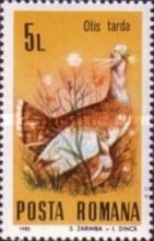 Great Bustard (Otis tarda)