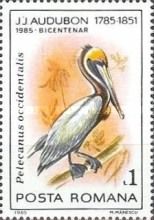 Brown Pelican (Pelecanus occidentalis)