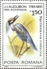Yellow-crowned Night Heron (Nyctanassa violacea)