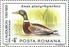Mallard (Anas platyrhynchos)