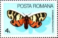 Hebe Tiger Moth (Ammobiota festiva)