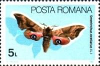 Eyed Hawk-moth (Smerinthus ocellatus)