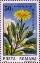 Senecio glaberrimus