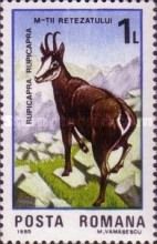 Chamois (Rupicapra rupicapra)