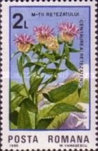 Centaurea retezatensis
