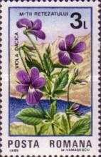 Viola dacica