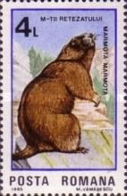 Alpine Marmot (Marmota marmota)