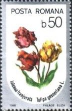 Tulip (Tulipa gesneriana)