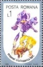 Spanish Iris (Iris hispanica)