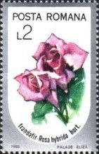 Rose (Rosa hybrida)