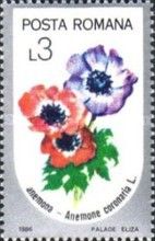 Poppy Anemone (Anemone coronaria)