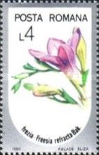 Freesia refracta