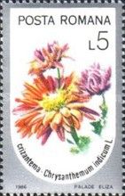 Chrysanthemum indicum