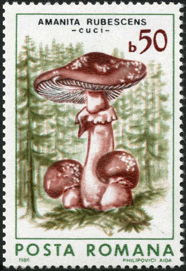 Blusher (Amanita rubescens)