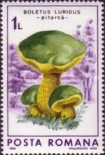 Lurid Bolete (Boletus luridus)