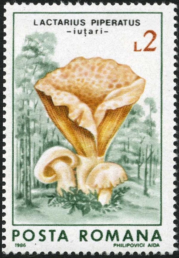 Peppery Milk-cap (Lactarius piperatus)