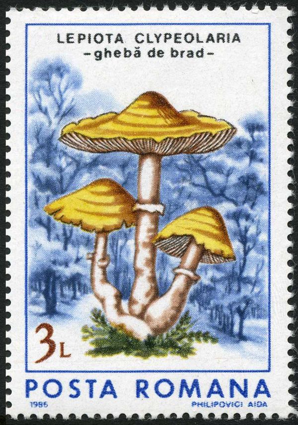 Shield Dapperling (Lepiota clypeolaria)