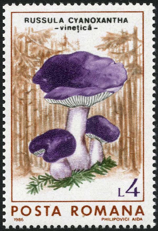 Charcoal Burner (Russula cyanoxantha)
