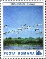 Great White Pelican (Pelecanus onocrotalus) in Danube Delta