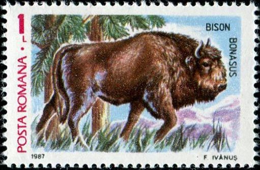 European Bison (Bison bonasus)