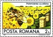 Carpathian Honey Bee (Apis mellifica carpatica), Sunflowers