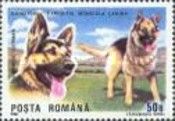 German Shepherd (Canis lupus familiaris)