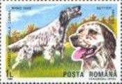 English Setter (Canis lupus familiaris)