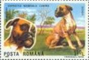 German Boxer (Canis lupus familiaris)