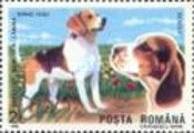 Beagle (Canis lupus familiaris)