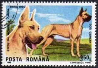 Great Dane (Canis lupus familiaris)