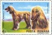 Afghan Hound (Canis lupus familiaris)