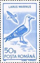 Great Black-backed Gull (Larus marinus)