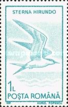Common Tern (Sterna hirundo)